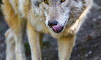 Wolf Animal Predator Protruding-tongue Wildlife