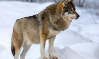 Wolf Animal Predator Snow Winter