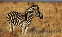 Zebra Animal Field Grass Wildlife