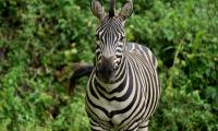 Zebra Animal Wildlife