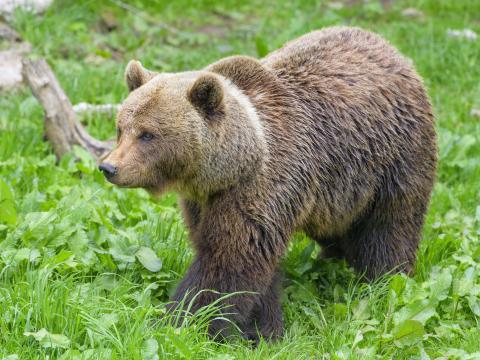 Bear Animal Predator Grass Wildlife