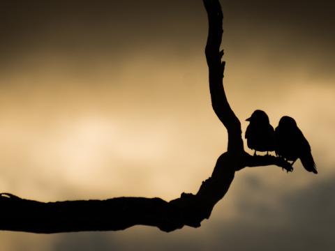 Birds Branch Silhouettes Dark