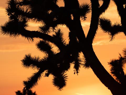 Cactus Silhouette Sunset Dark