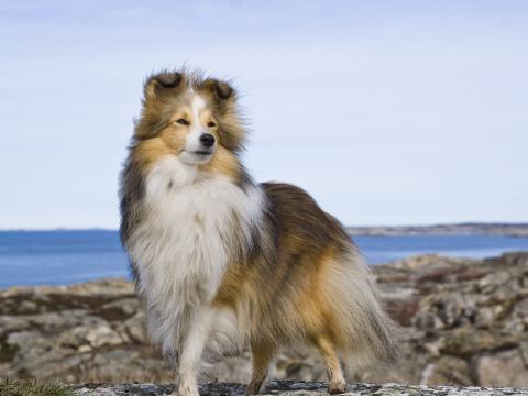 Collie Dog Pet Furry