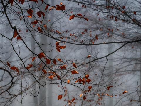 Forest Leaves Fog Autumn Gloomy