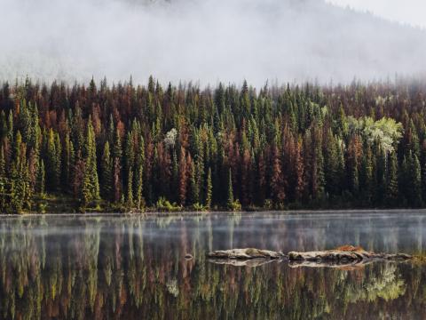 Forest Trees Lake Reflection Mountain Fog