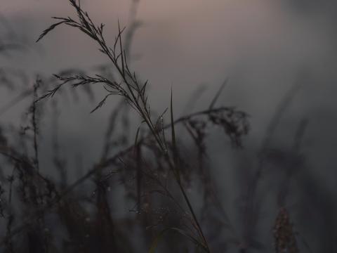 Grass Ears Dusk Macro