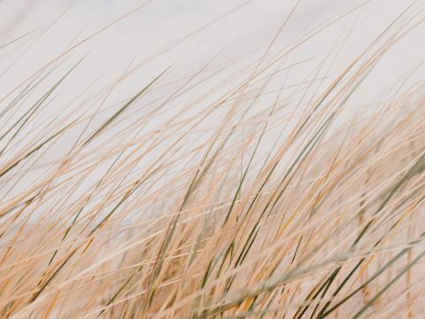 Grass Field Desert Macro