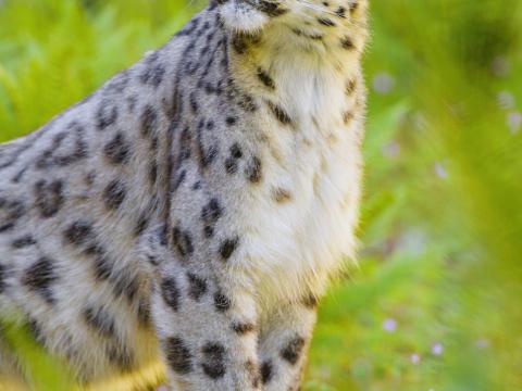 Irbis Snow-leopard Animal Predator Big-cat Glance