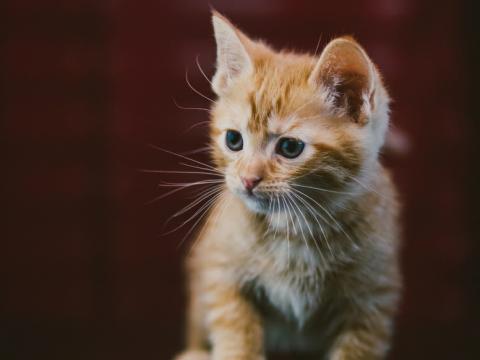 Kitten Cat Animal Red Cute