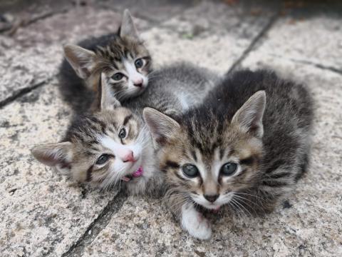 Kittens Cats Fluffy Cute