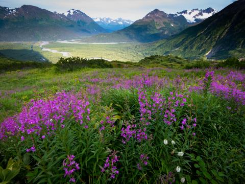 Mountains Valley Field Flowers Landscape
