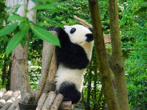 Panda Animal Trees Leaves