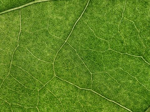 Plant Leaf Veins Macro Green