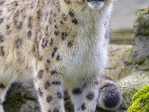 Snow-leopard Irbis Animal Glance Big-cat