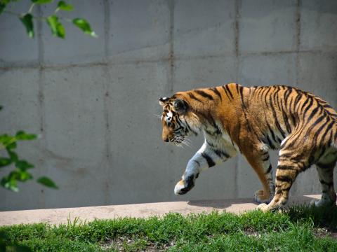 Tiger Predator Animal Big-cat