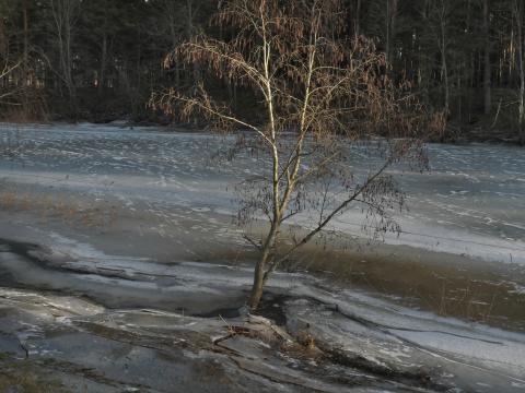 Tree Coast River Ice Spring