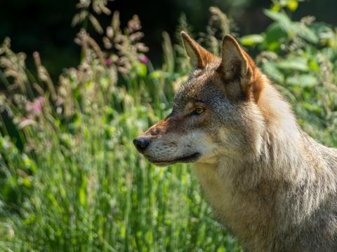 Wolf Predator Animal Glance Grass Wildlife